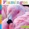 Cover image of Flamingos