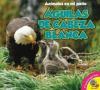Cover image of Aguilas de cabeza blanca