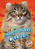 Cover image of American curls