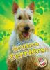 Cover image of Scottish terriers