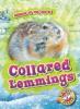 Cover image of Collared lemmings