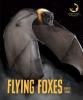 Cover image of Flying foxes