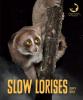 Cover image of Slow lorises