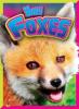 Cover image of Baby foxes