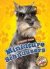 Cover image of Miniature schnauzers