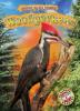 Cover image of Woodpeckers