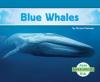 Cover image of Blue whales