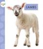 Cover image of Lambs