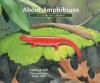 Cover image of About amphibians