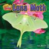 Cover image of Luna moth
