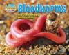 Cover image of Bloodworms and other wriggly beach dwellers