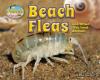 Cover image of Beach fleas and other tiny sand animals