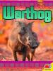 Cover image of Warthog