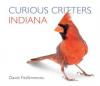 Cover image of Curious critters