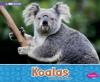 Cover image of Koalas