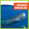 Cover image of Sperm whales