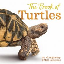 Cover image of The book of turtles