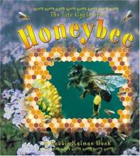 Cover image of The life cycle of a honeybee