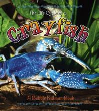 Cover image of The life cycle of a crayfish