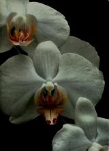 Cover image of Orchids