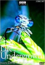 Cover image of Life in the undergrowth