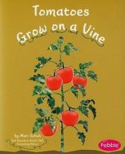 Cover image of Tomatoes grow on a vine