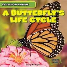 Cover image of A butterfly's life cycle