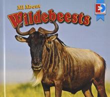 Cover image of All about wildebeests