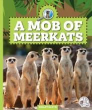 Cover image of A mob of meerkats