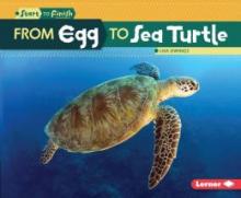 Cover image of From egg to sea turtle