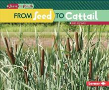 Cover image of From seed to cattail