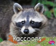 Cover image of Raccoons