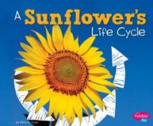 Cover image of A sunflower's life cycle