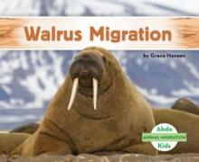 Cover image of Walrus migration