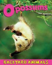 Cover image of Opossums