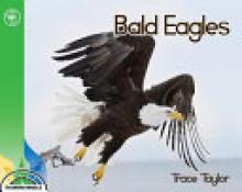 Cover image of Bald eagles