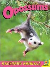 Cover image of Opossums