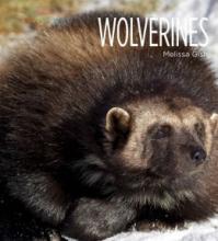 Cover image of Wolverines