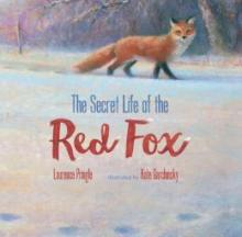 Cover image of The secret life of the red fox