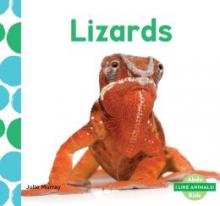 Cover image of Lizards