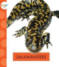 Cover image of Salamanders