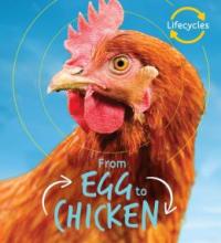 Cover image of From egg to chicken