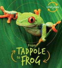 Cover image of From tadpole to frog