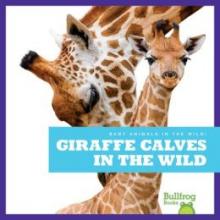 Cover image of Giraffe calves in the wild