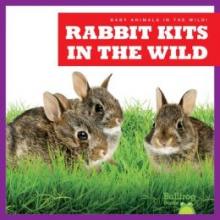 Cover image of Rabbit kits in the wild