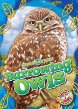 Cover image of Burrowing owls