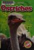 Cover image of Ostriches