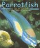 Cover image of Parrotfish (Ocean Life)