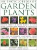 Cover image of An encyclopedia of garden plants