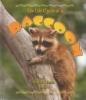 Cover image of The life cycle of a raccoon